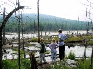 deerHillBogS