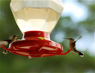 hummingbirdsS